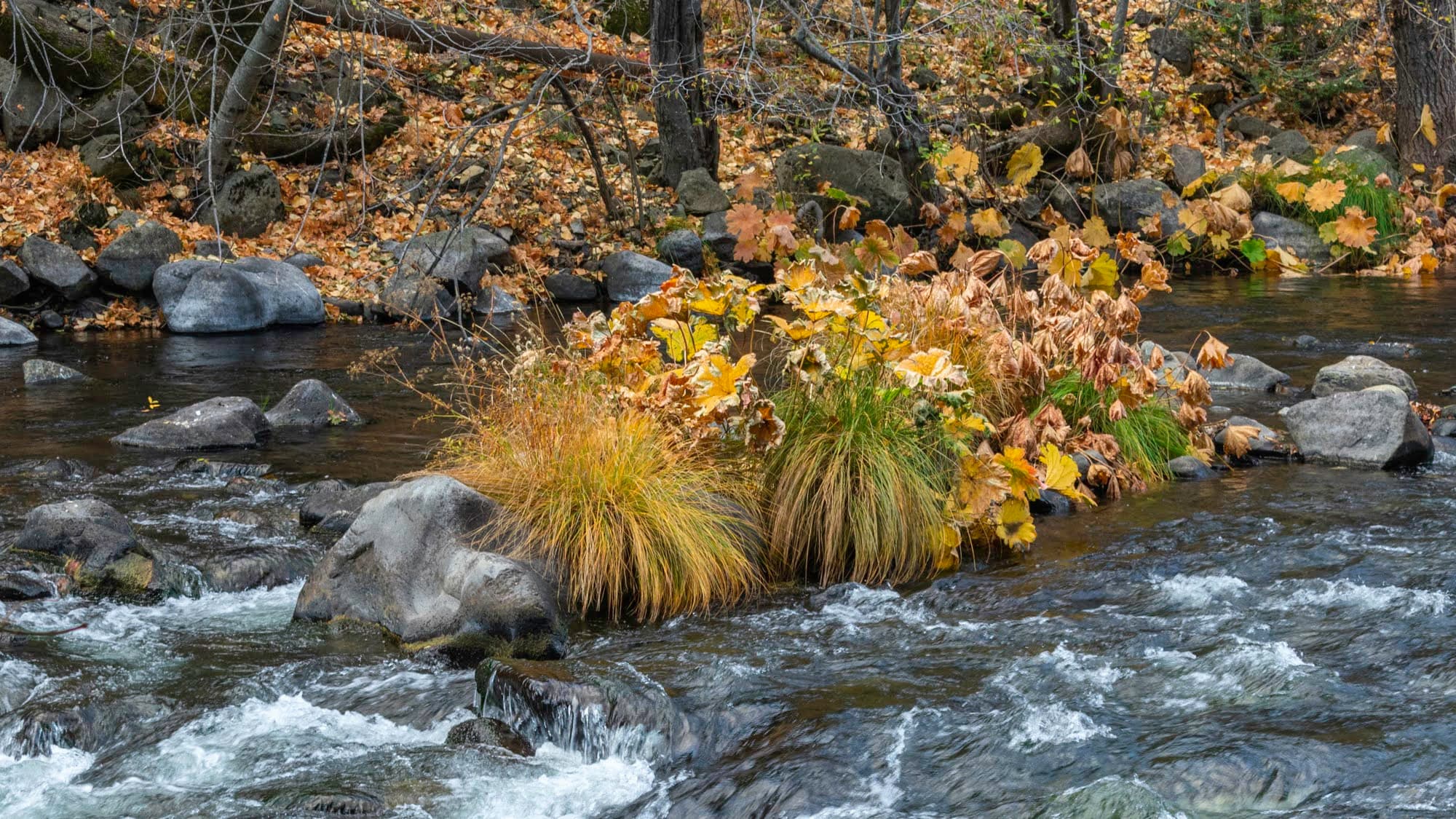 Upper Sacramento River fly fishing