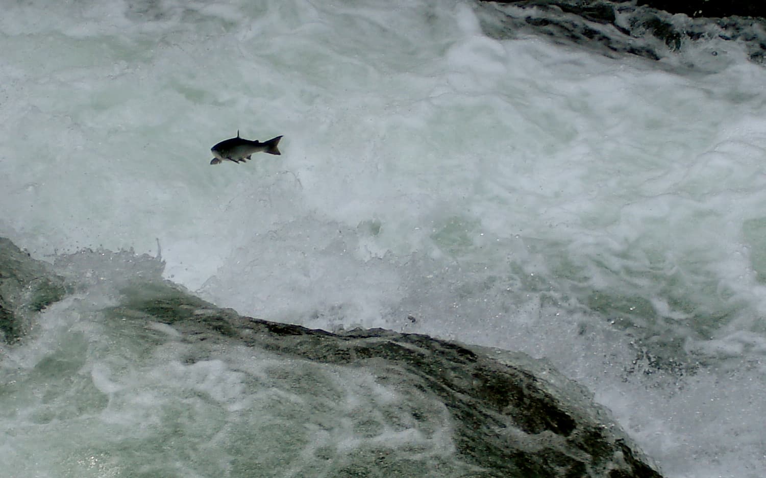 Russian River (Alaska) fly fishing