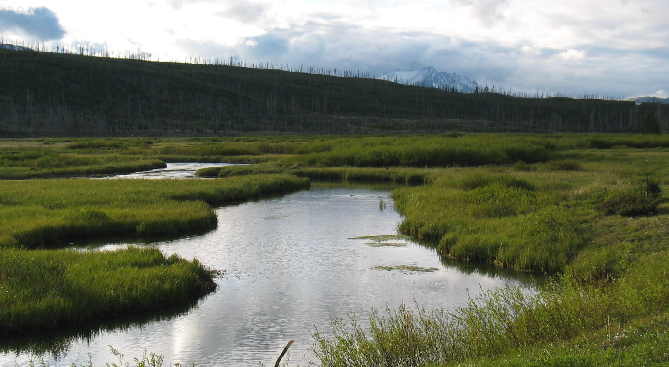 Gibbon River fly fishing