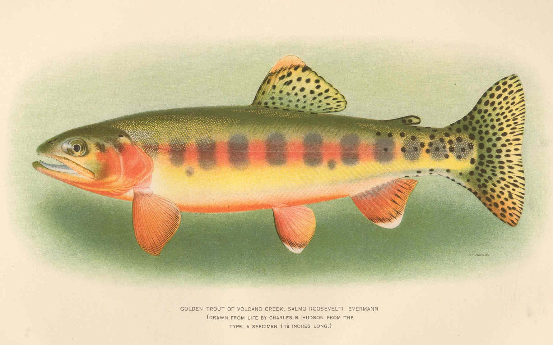 Golden Trout fly fishing