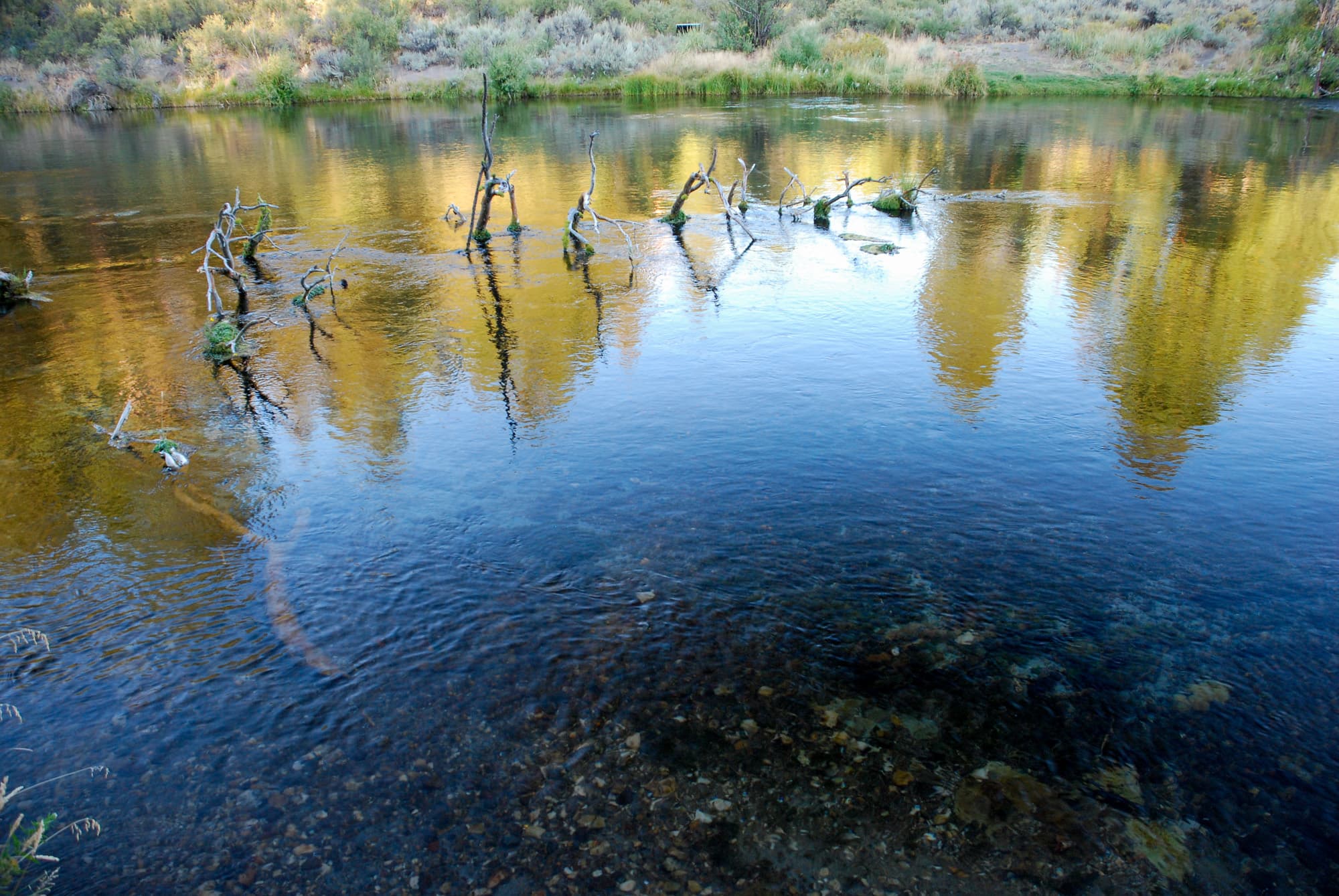 Williamson River fly fishing