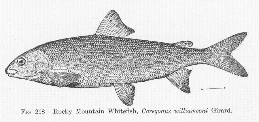 Mountain Whitefish fly fishing