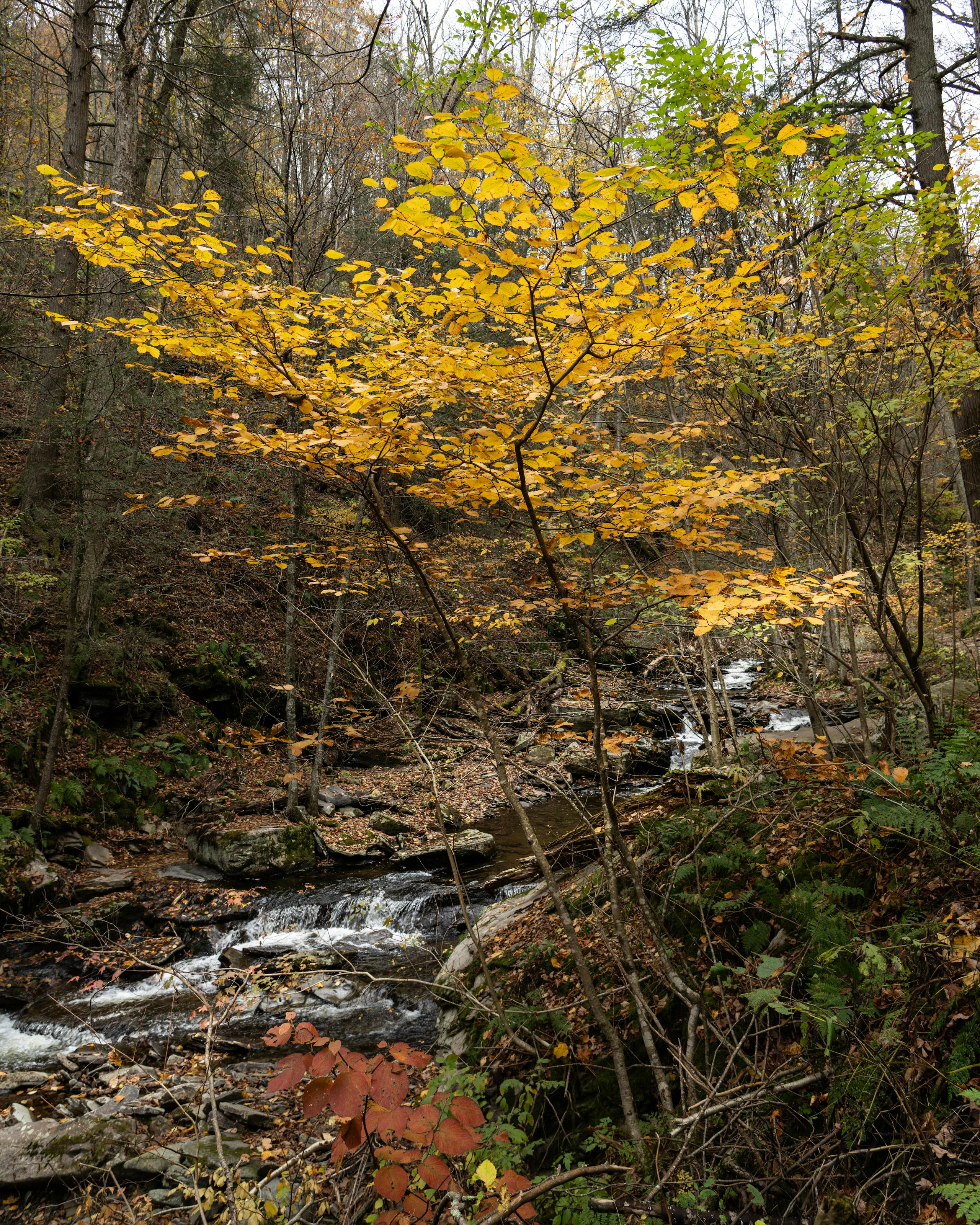 Fly fishing in Pennsylvania