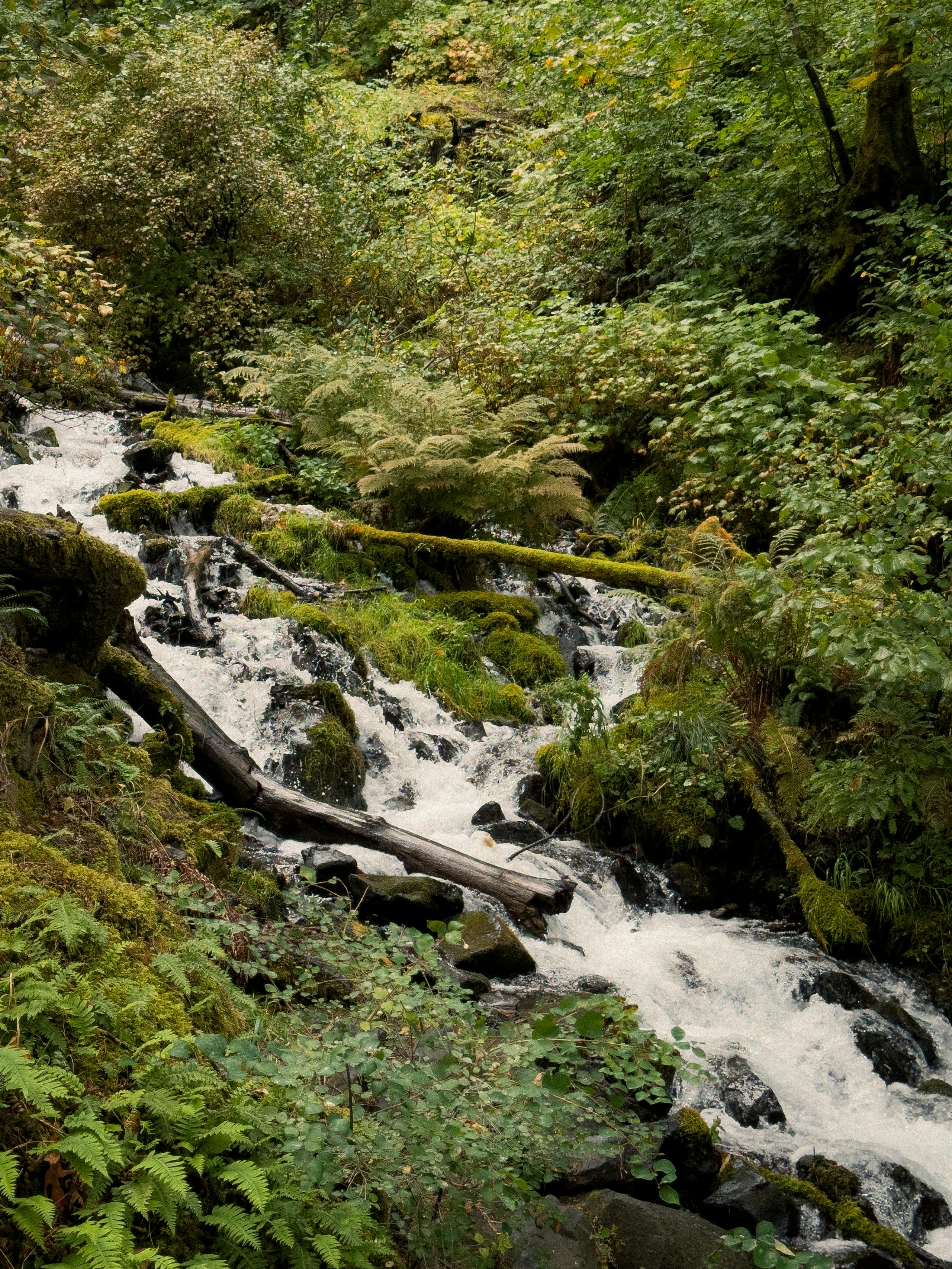 McKenzie River