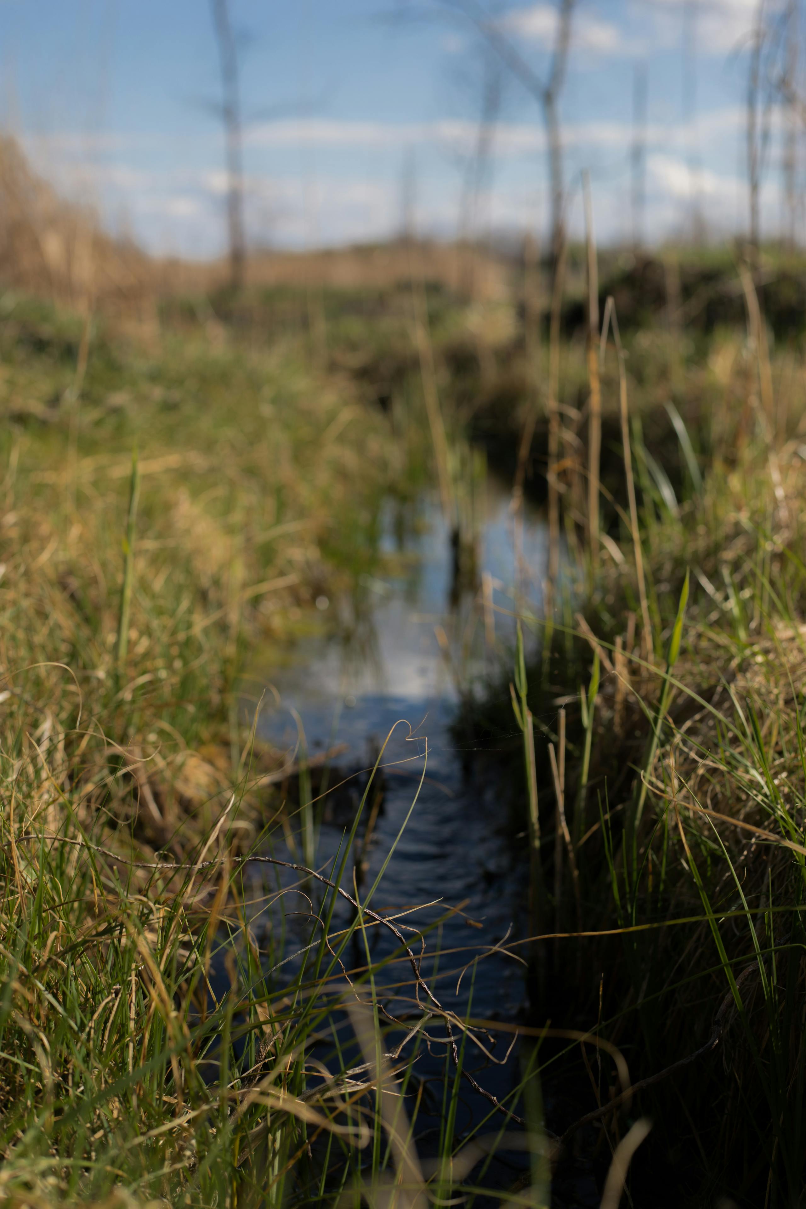 Silver Creek