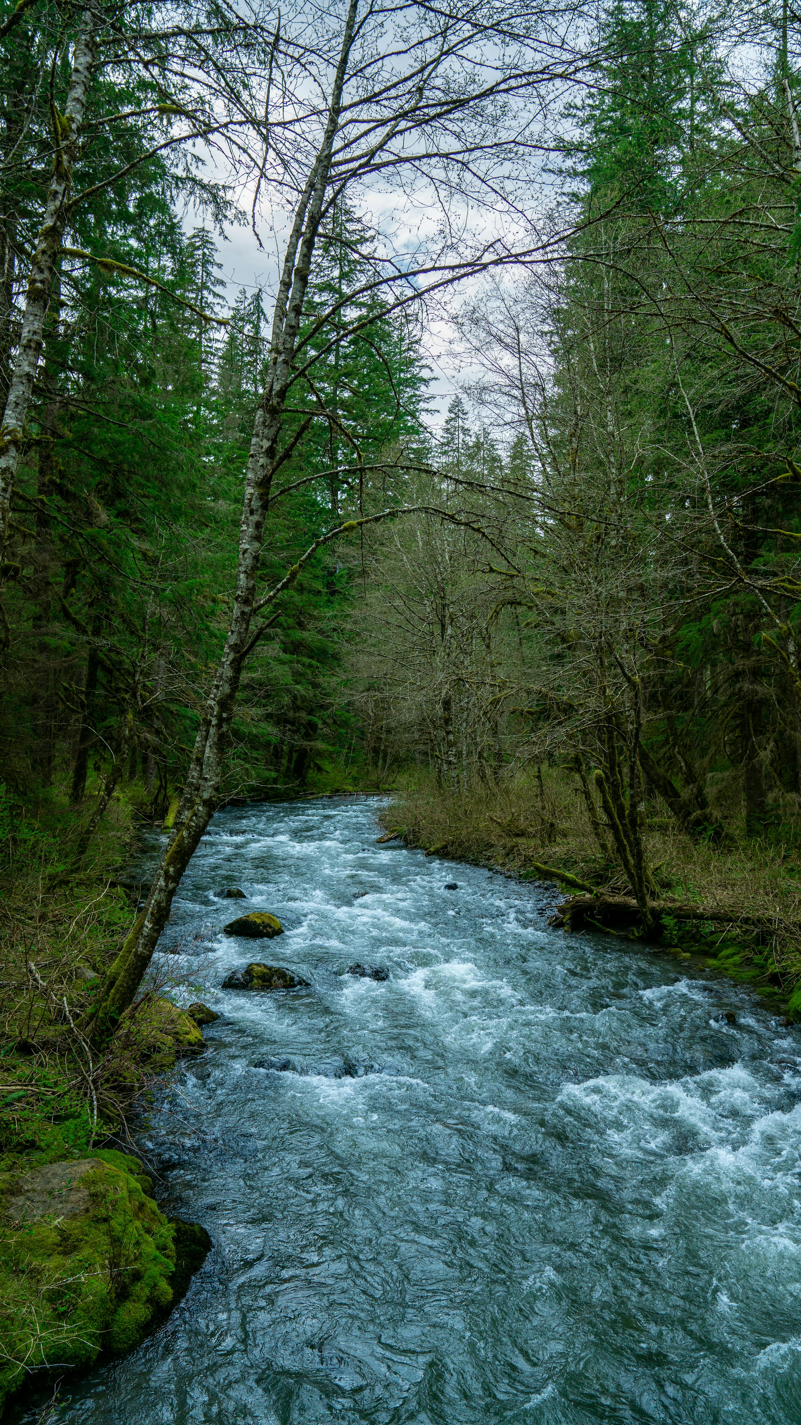 Skagit River
