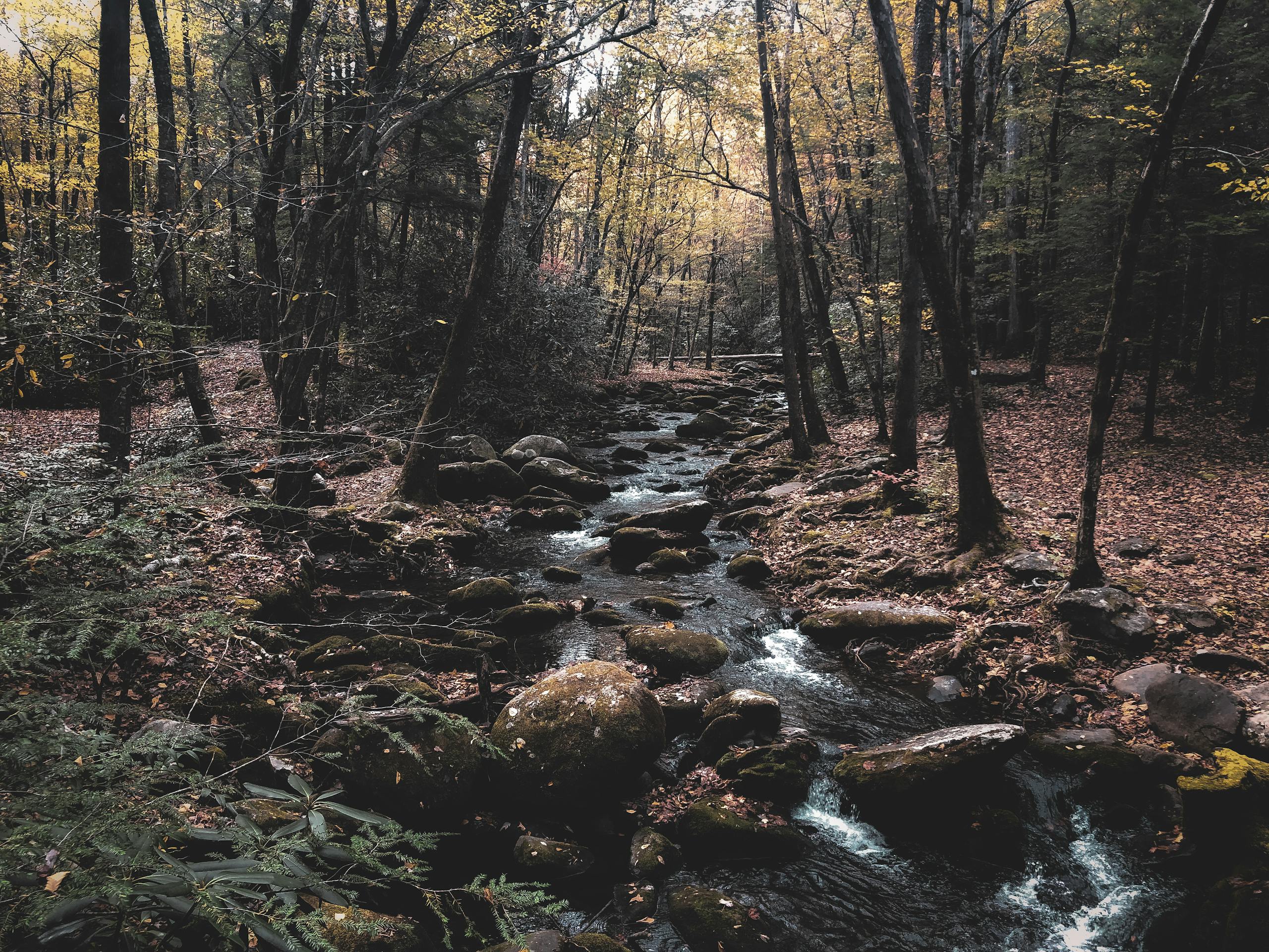 South Holston River