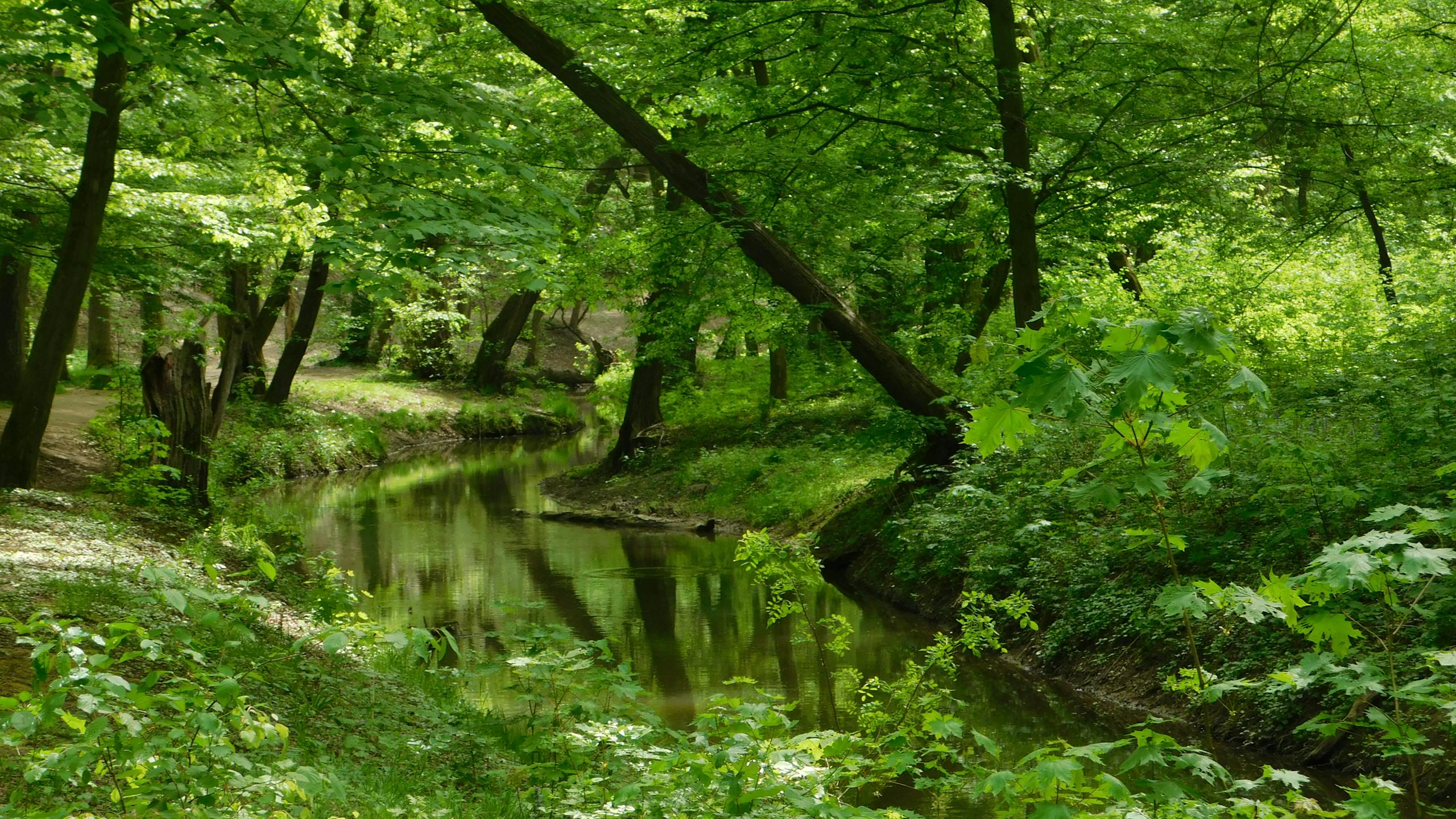 Spring River (Arkansas)